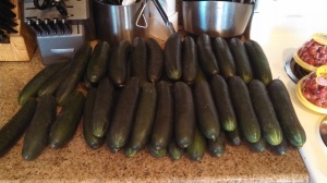 Lots of cucumbers!